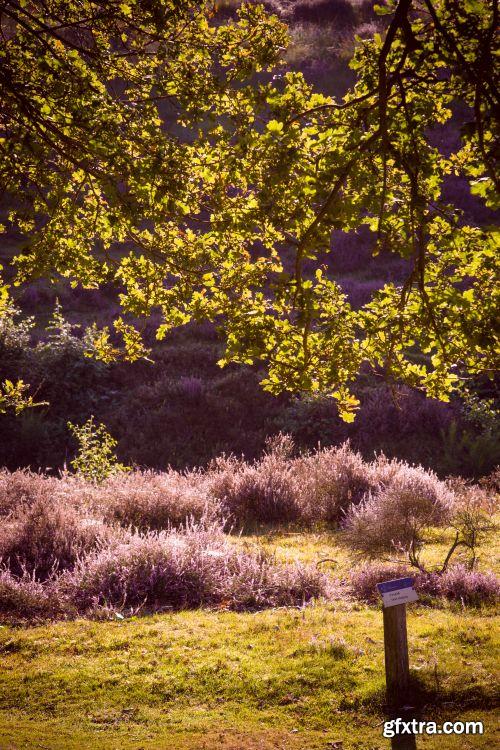 The Colour Of Autumn 25xJPG