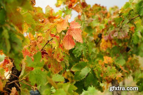 The Colour Of Autumn 25xJPG