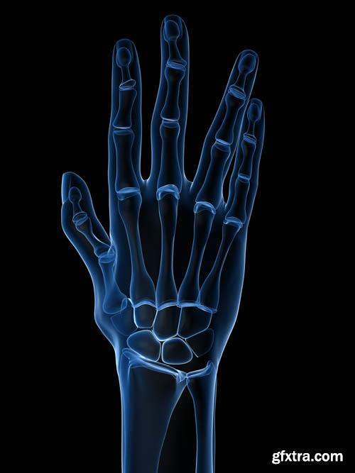 Human organism vol.2