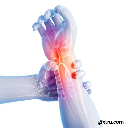 Human organism vol.2