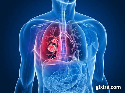 Human organism vol.2