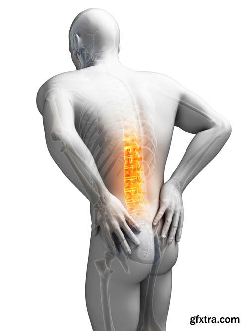 Human organism vol.2