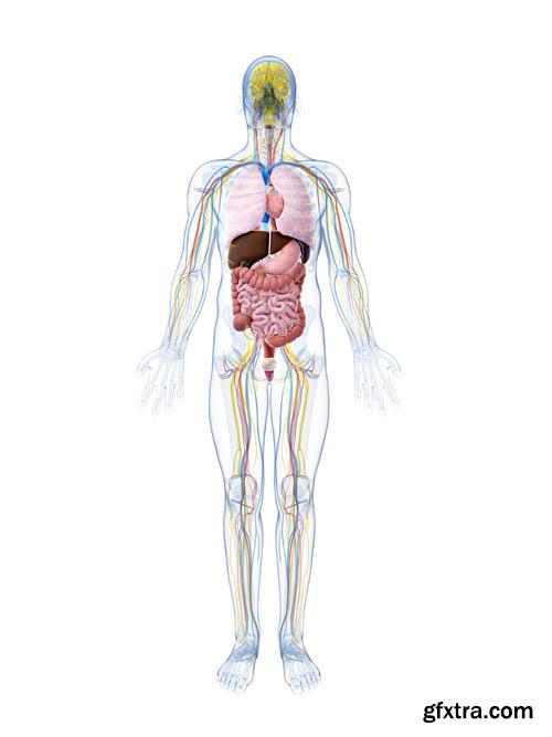 Human organism vol.2