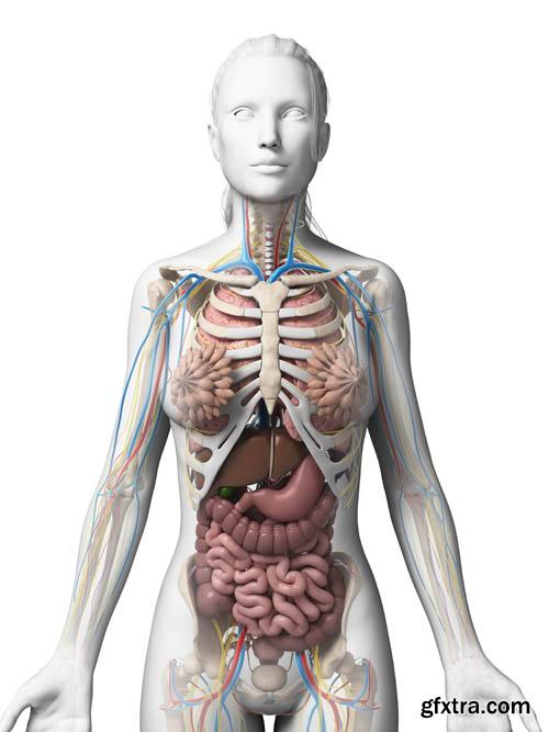 Human organism vol.2