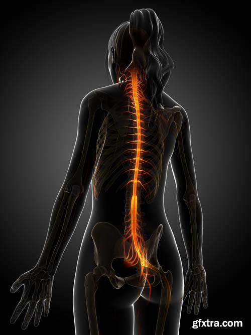 Human organism vol.2