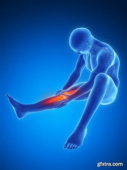 Human organism vol.2