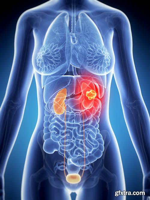 Human organism vol.2