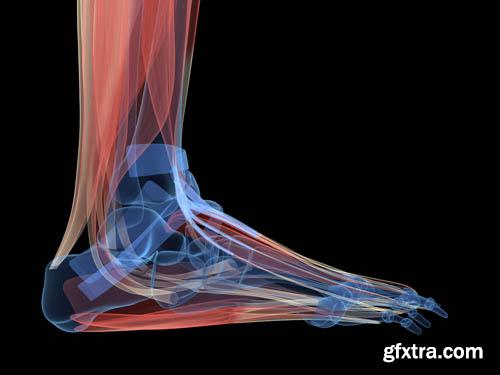 Human organism vol.2