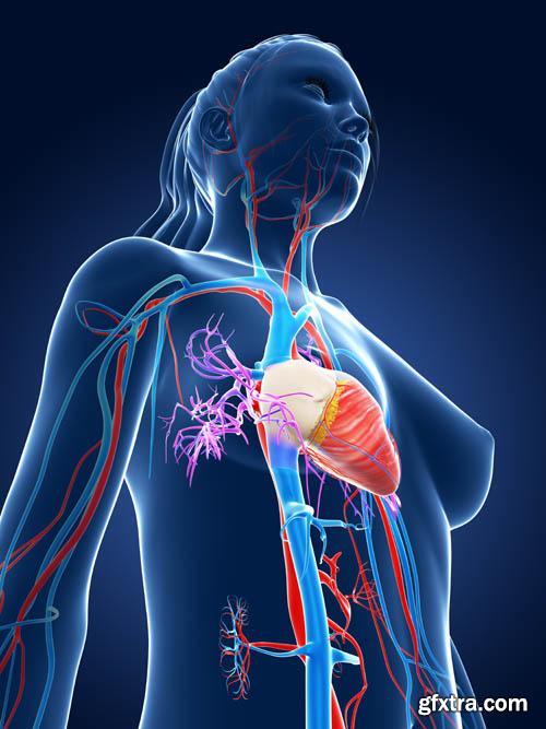 Human organism vol.2