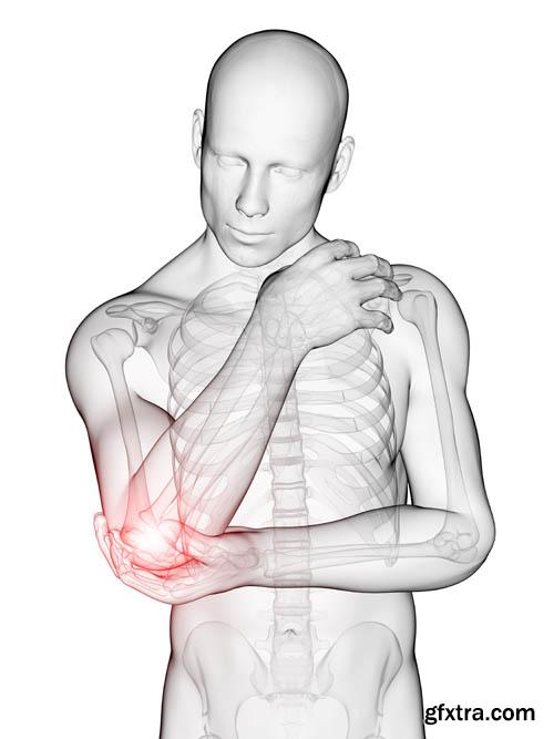 Human organism vol.2