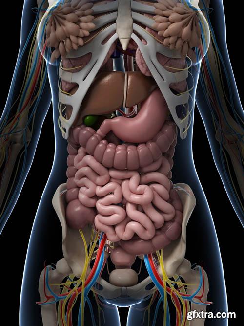 Human organism vol.2