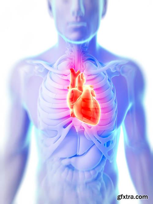 Human organism vol.2