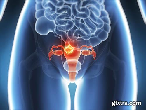 Human organism vol.2