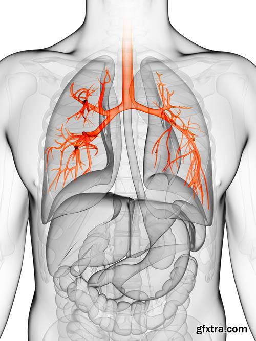 Human organism vol.2