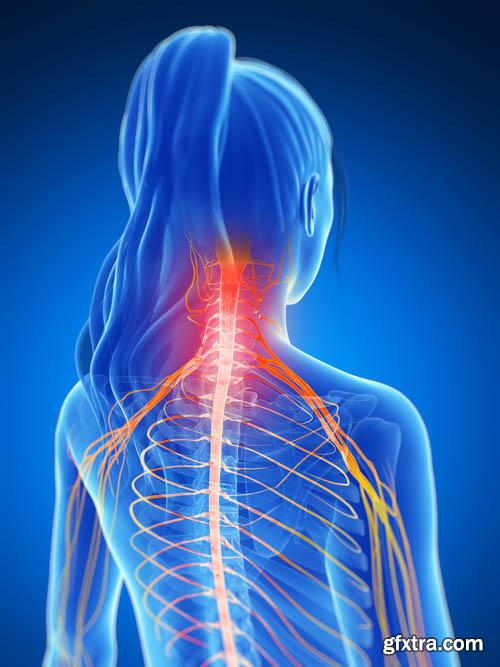 Human organism vol.2