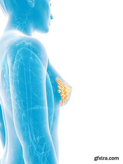 Human organism vol.2