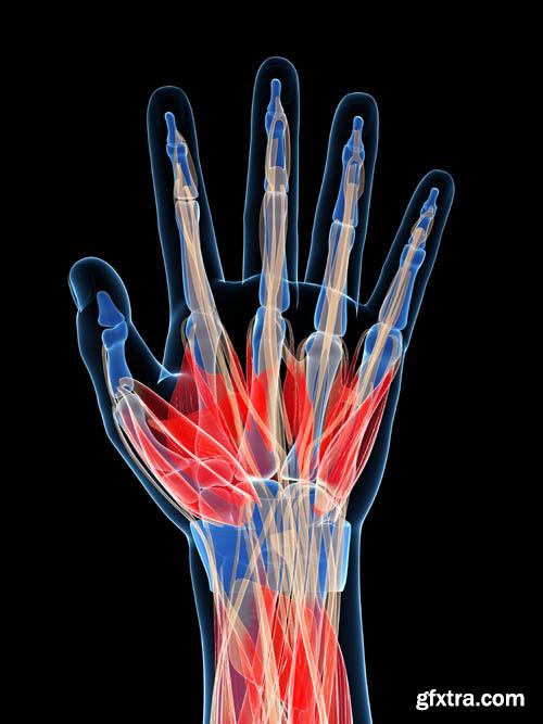 Human organism vol.2