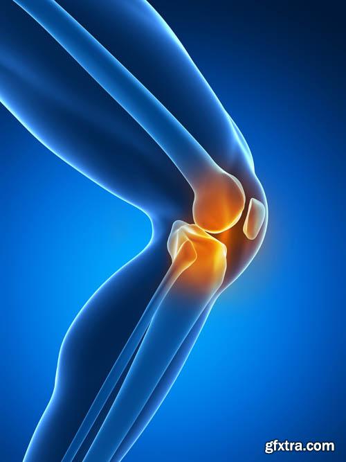 Human organism vol.2