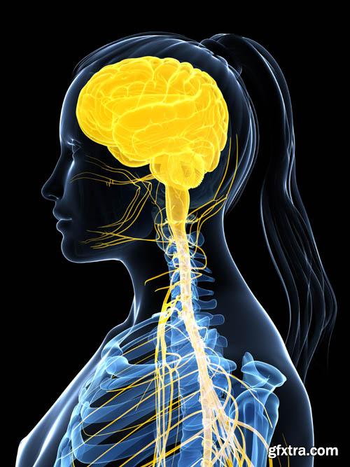 Human organism vol.2