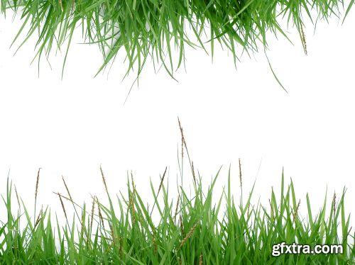 Grass on White Background 25xJPG Grass on White Background 25xJPG
