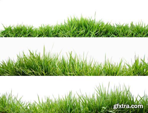 Grass on White Background 25xJPG Grass on White Background 25xJPG