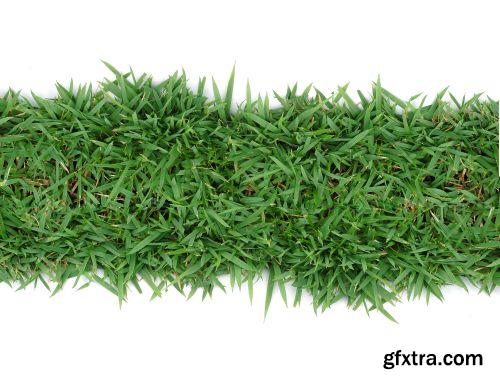 Grass on White Background 25xJPG Grass on White Background 25xJPG