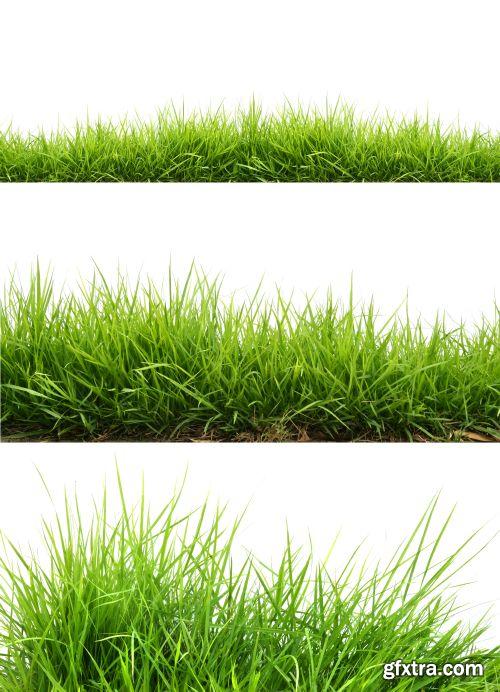 Grass on White Background 25xJPG Grass on White Background 25xJPG