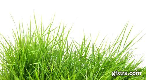 Grass on White Background 25xJPG Grass on White Background 25xJPG