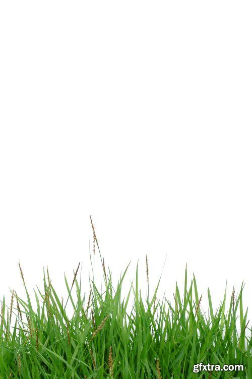 Grass on White Background 25xJPG Grass on White Background 25xJPG