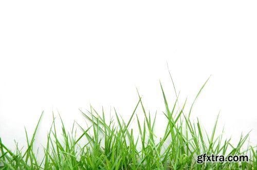 Grass on White Background 25xJPG Grass on White Background 25xJPG