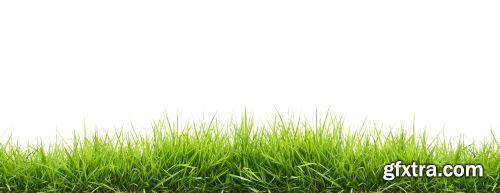 Grass on White Background 25xJPG Grass on White Background 25xJPG
