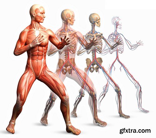 Human Body Anatomy - 25 JPEG