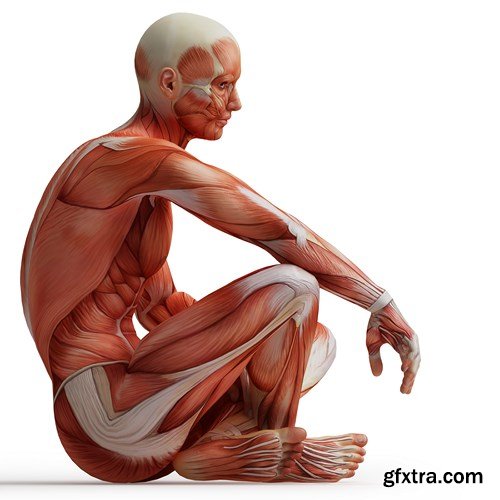 Human Body Anatomy - 25 JPEG