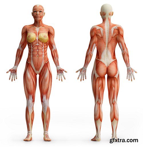 Human Body Anatomy - 25 JPEG