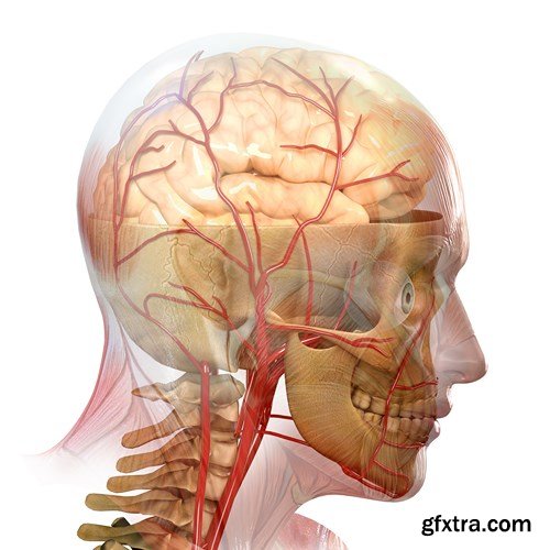 Human Body Anatomy - 25 JPEG
