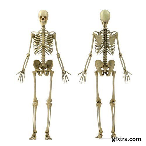 Human Body Anatomy - 25 JPEG
