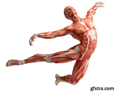Human Body Anatomy - 25 JPEG