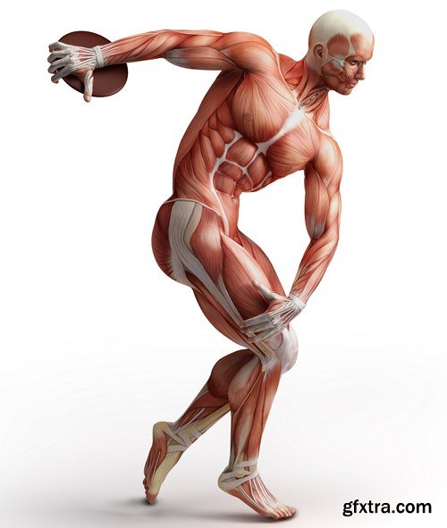 Human Body Anatomy - 25 JPEG