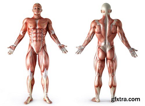 Human Body Anatomy - 25 JPEG