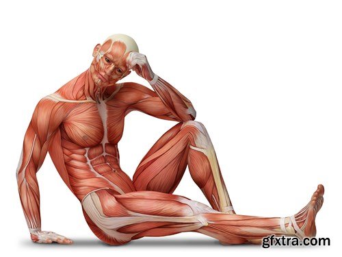 Human Body Anatomy - 25 JPEG