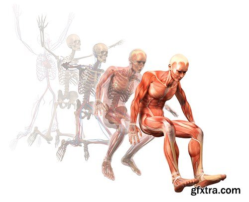 Human Body Anatomy - 25 JPEG