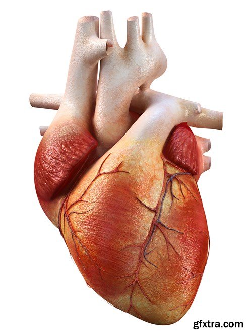 Human Body Anatomy - 25 JPEG