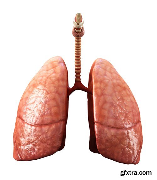 Human Body Anatomy - 25 JPEG