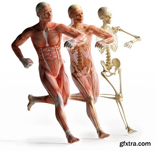 Human Body Anatomy - 25 JPEG
