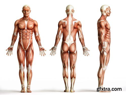 Human Body Anatomy - 25 JPEG