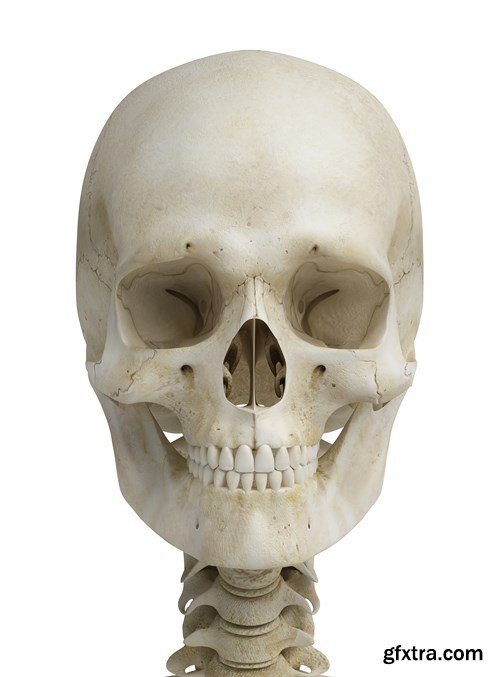 Human Body Anatomy - 25 JPEG