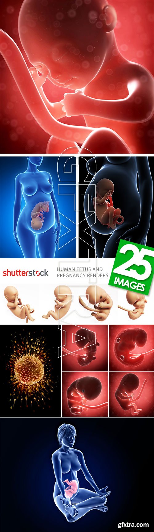 Human Fetus and Pregnancy Renders 25xJPG