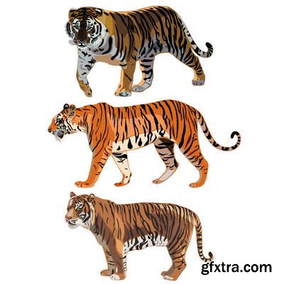 Tiger Collection 43xEPS