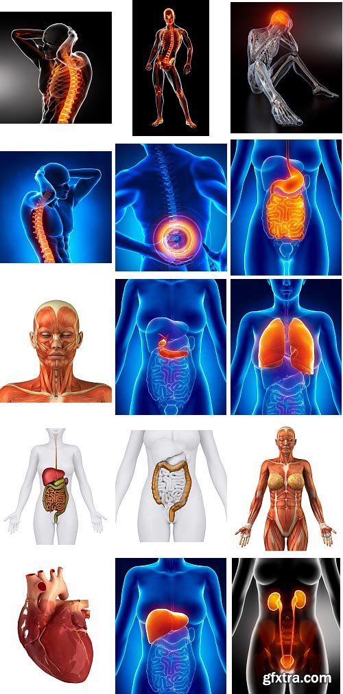 Human Anatomy Great Collection 175xJPG