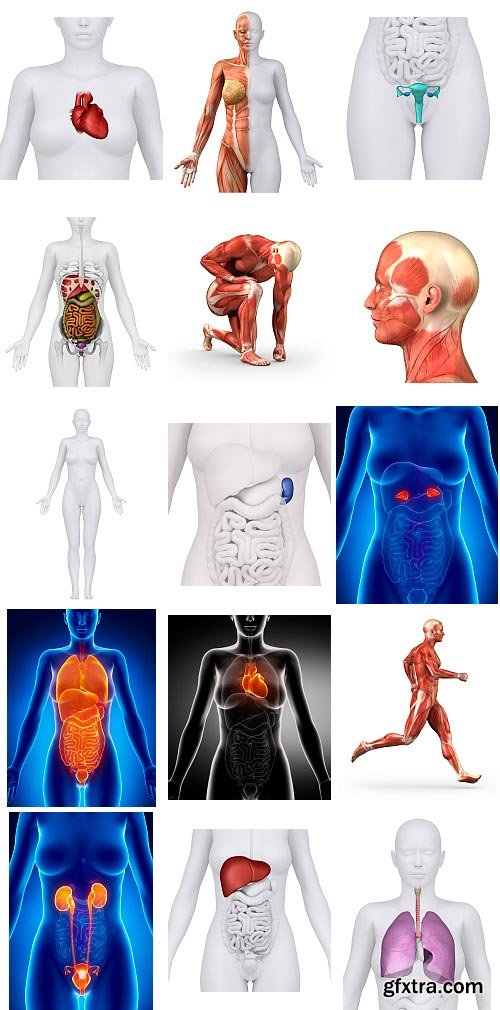 Human Anatomy Great Collection 175xJPG